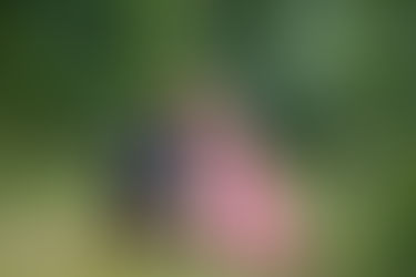 Capturing Love and Adventure: A Woodsom Farm Mini Session with a Young Couple and Their Beloved Dog