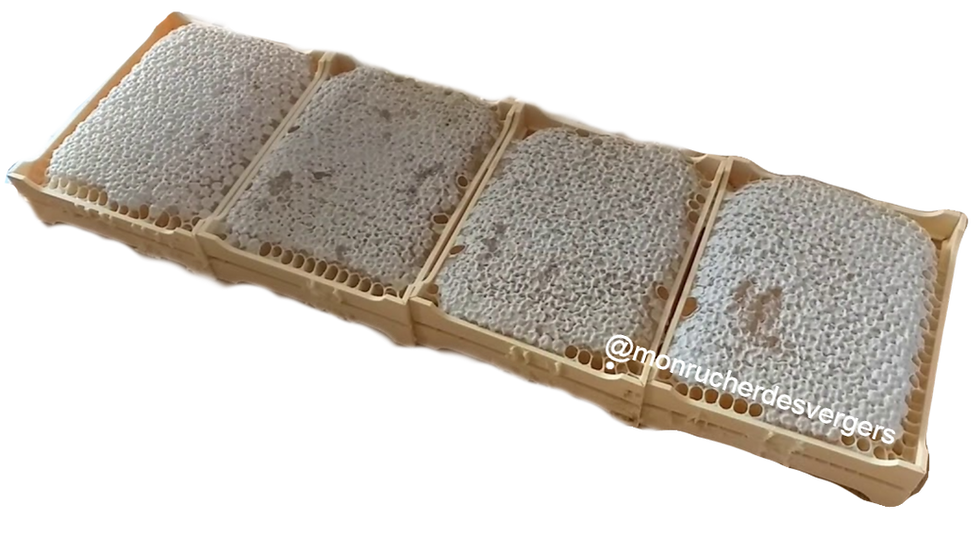 Miniature : Miel de printemps en rayon 487 (g)