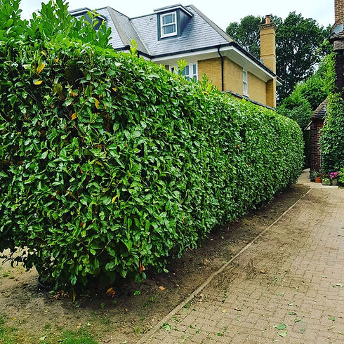 Hedge Weybridge