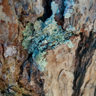 Speck. Green..jpeg
