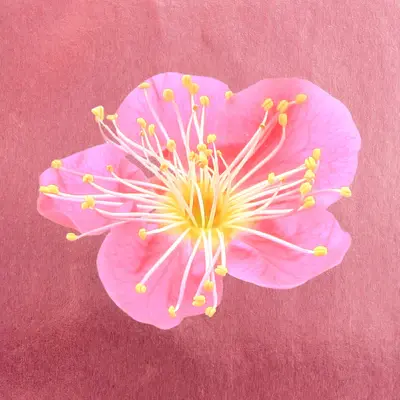 Thumbnail: NEW! Divine Within Anointing Oil