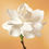 Thumbnail: Wild Abundance Anointing Oil