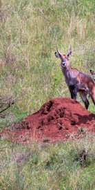 Kobus ellipsiprymnus.JPG cobo, waterbuck, antílope