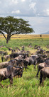 gnus-5.JPG migração de gnus, vida selvagem, safari fotográfico