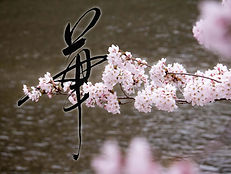 桜と「華」の書