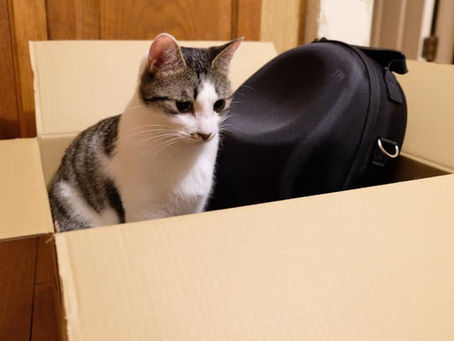 美猫秘書「小梅たん」