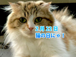 【2月22日「にゃんにゃんにゃんの日」特別企画:命と技術をつなぐ白獅子の物語】