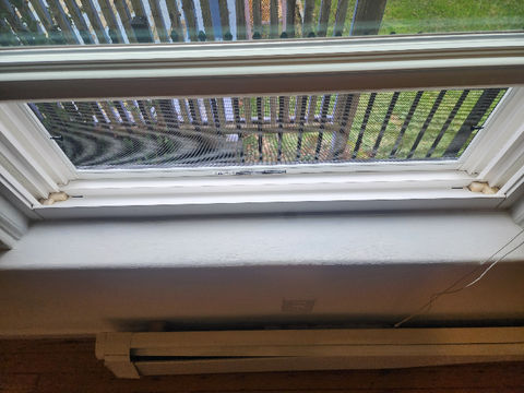 Window with screen and painted frame