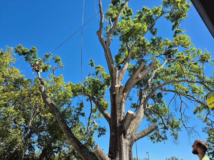 Tree trimming.jpg