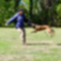 K9 training florida.jpg