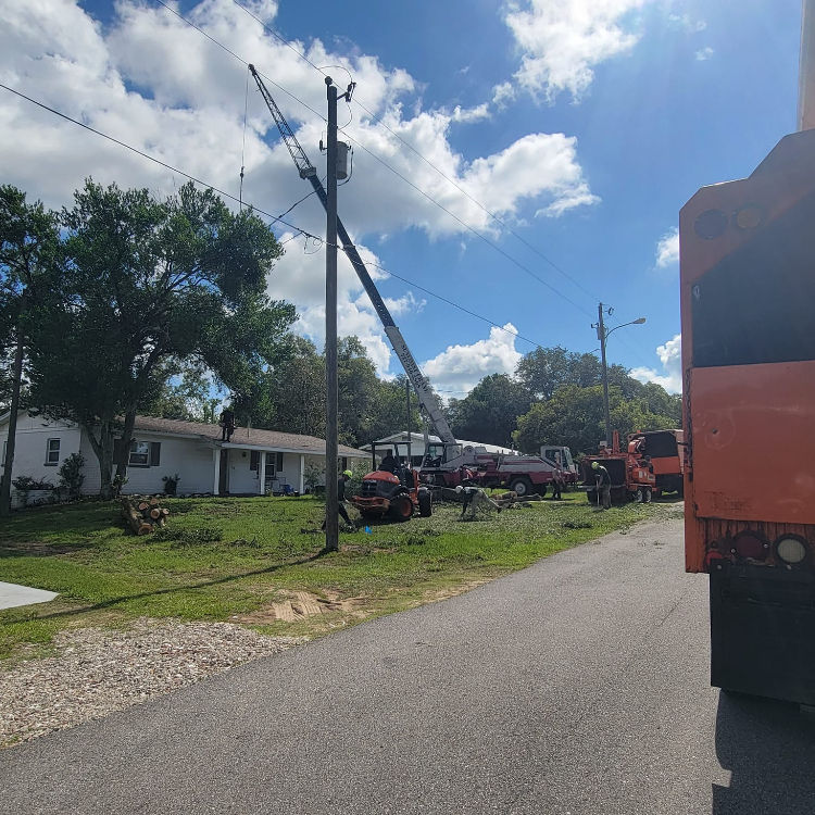 Tree Services in Hernando, and Citrus County, Florida