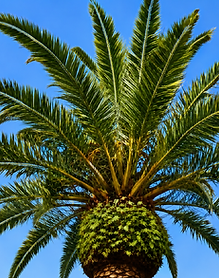 Palm Tree.png