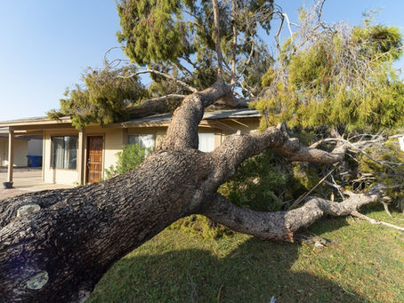 When Storms Strike: How Mikey's Tree Service in Brooksville Restores Your Property with Confidence from Storm Damage