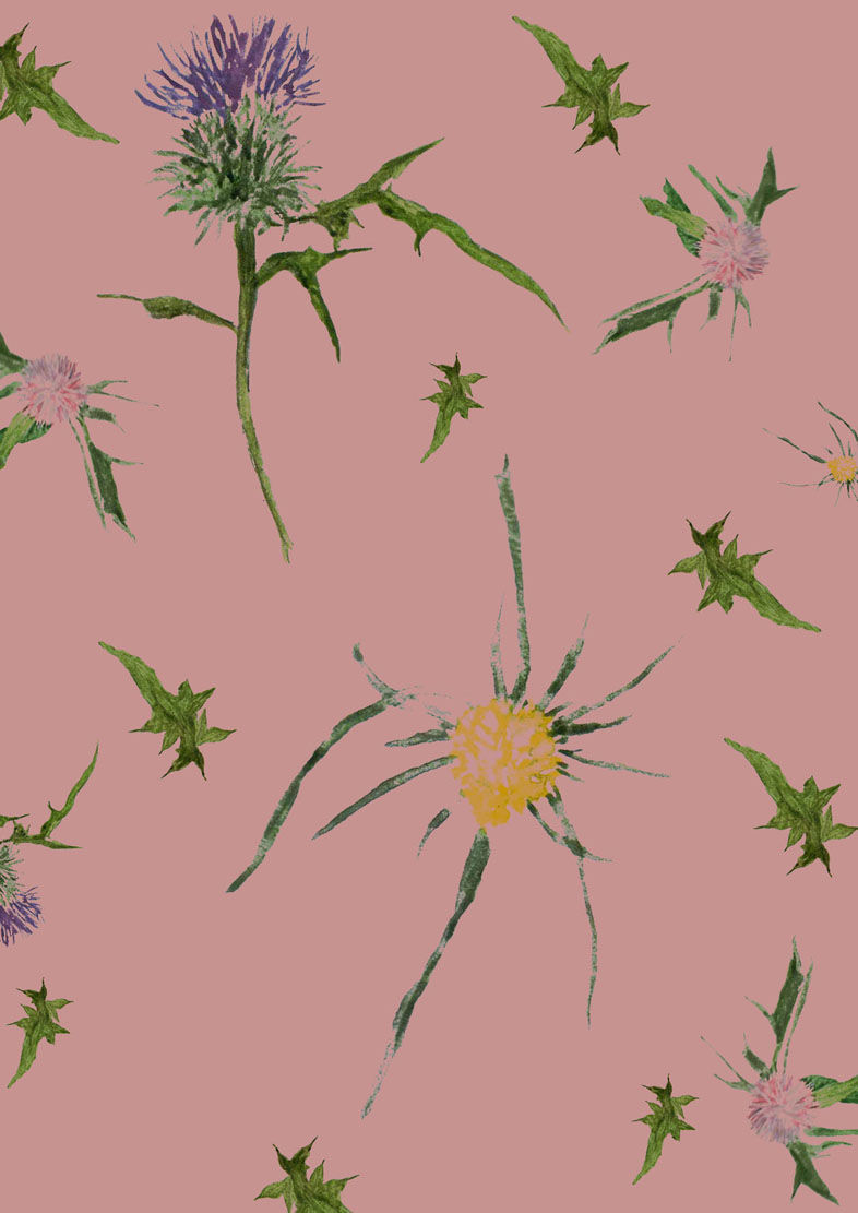 Thistles in Pink