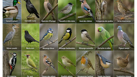 Sorte ornithologique avec les Amis du Bois de Verrières