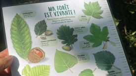 Retour sur l'atelier « Ma forêt est vivante » en forêt de Verrières