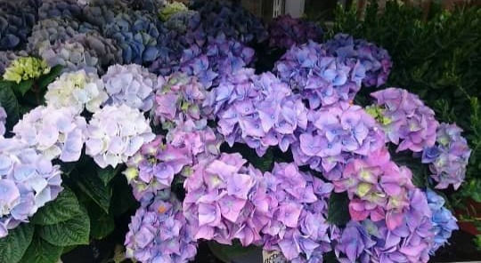 Siti Zubaidah Beracun