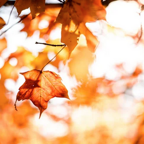 FALL into Healthy Hair