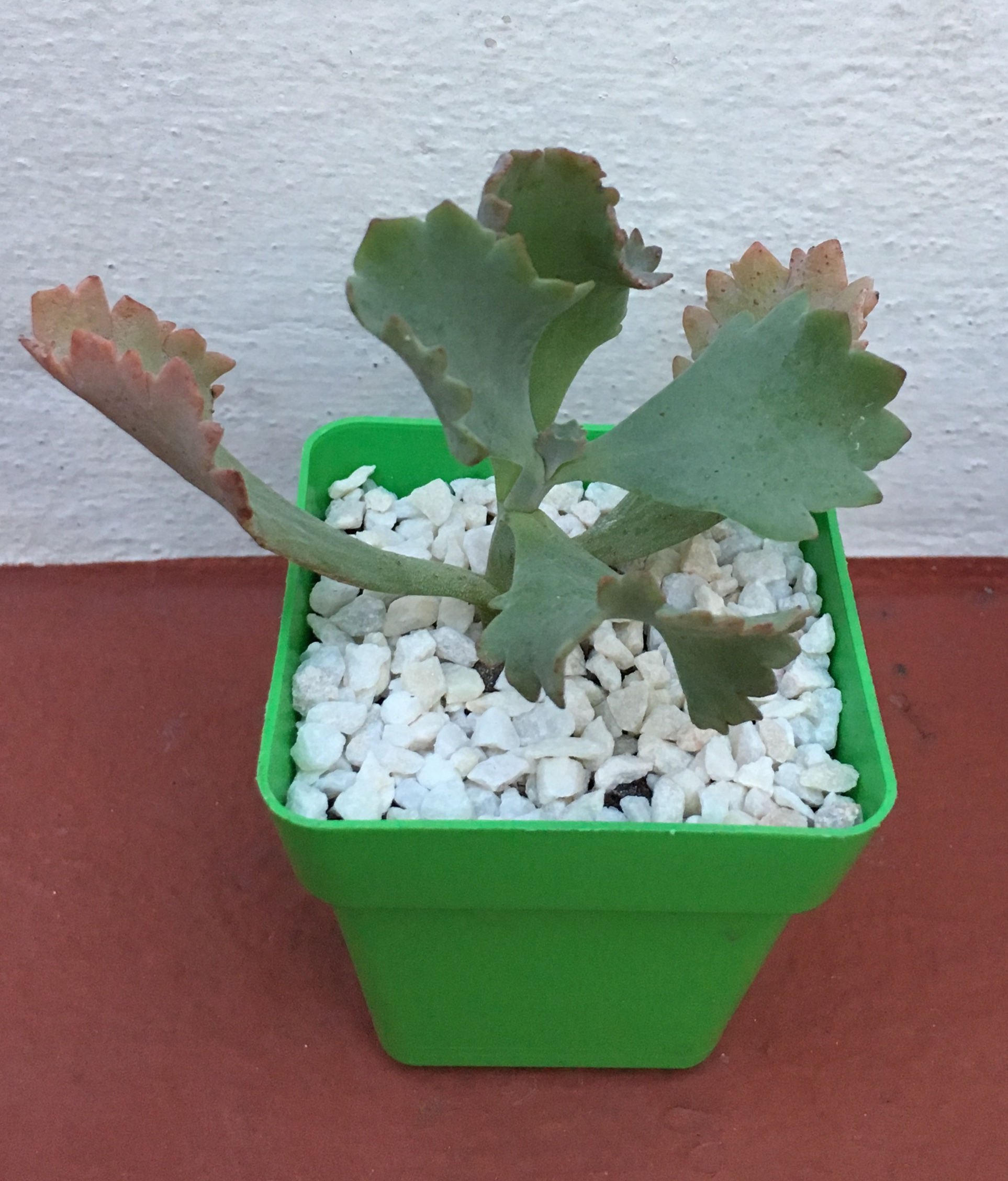 Kalanchoe krinkle Red 