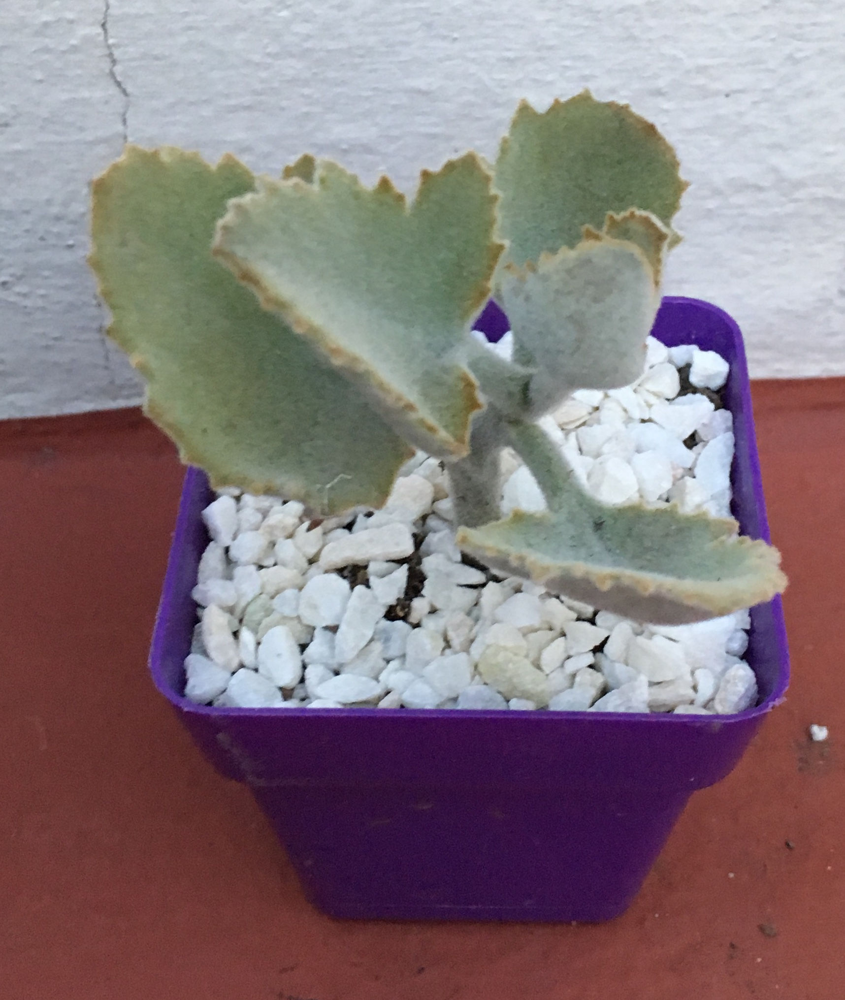 Kalanchoe Beharensi