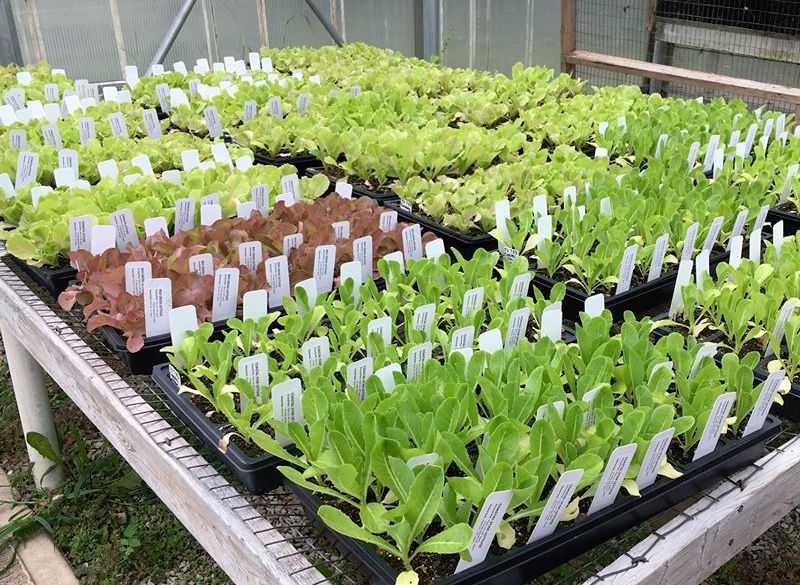 Plant Sale