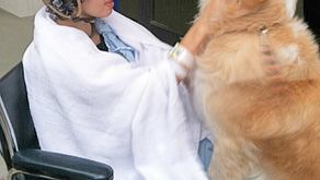 Dog reunited with injured student