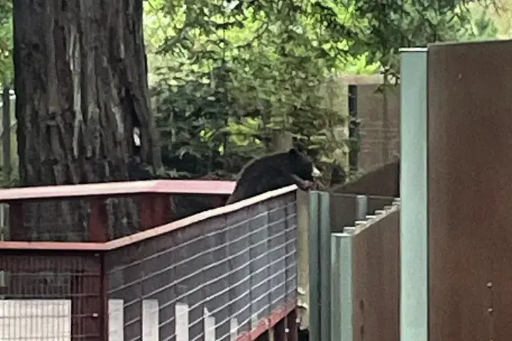 ‘Polite’ black bear visits fellow bears at Northern California zoo
