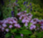 maryam_flower_edited.jpg