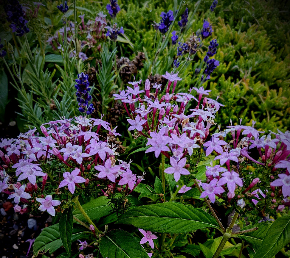 maryam_flower_edited.jpg