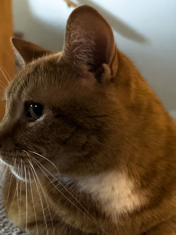 An orange thing that meows