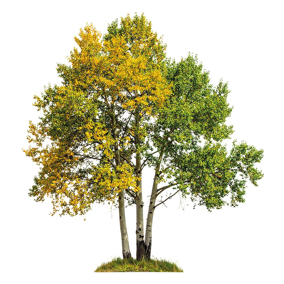 kfa_tree.jpg