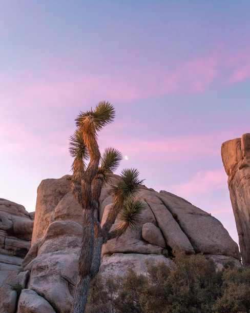 Among The Joshua Trees.jpeg