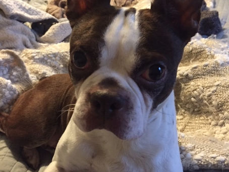 Stella's Second Chance with MidAmerica Boston Terrier Rescue