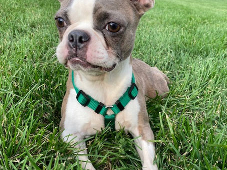 Luma's Second Chance with MidAmerica Boston Terrier Rescue