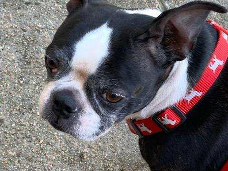 Zoey's Second Chance with MidAmerica Boston Terrier Rescue
