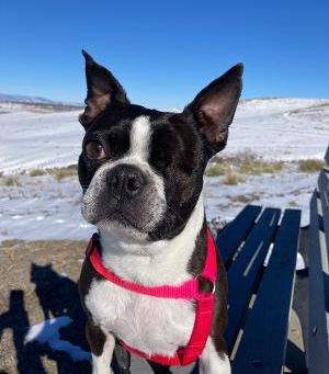 Cesar's Second Chance with MidAmerica Boston Terrier Rescue