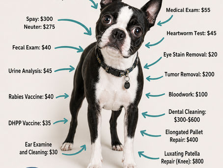 Why does it cost so much to adopt a rescue dog?