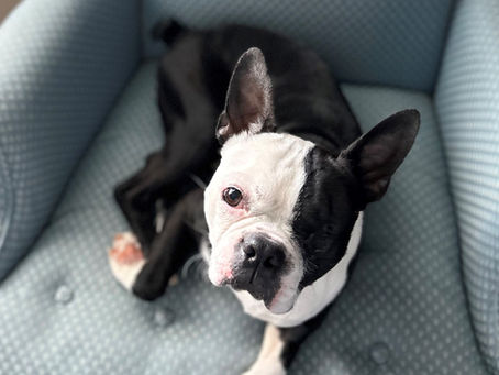 Ziggy's Second Chance with MidAmerica Boston Terrier Rescue