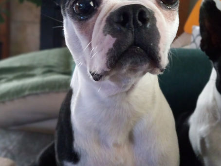 Faith's Second Chance with MidAmerica Boston Terrier Rescue