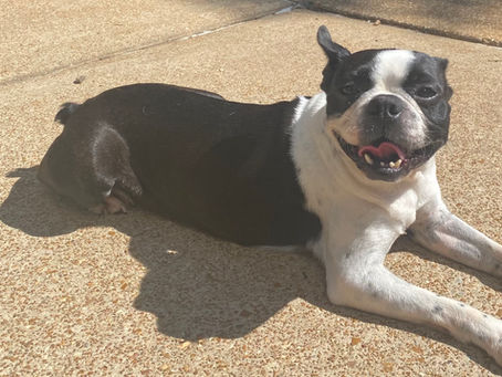 Janie's Second Chance with MidAmerica Boston Terrier Rescue