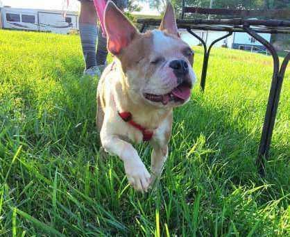Gigi's Second Chance with MidAmerica Boston Terrier Rescue