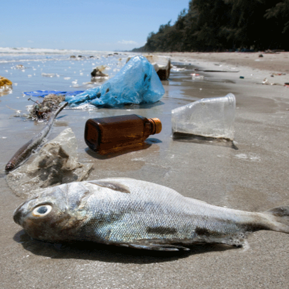Marine animal mistaking plastic for food