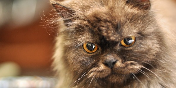 CM3 Icon CONTACT.154.105.194.dcw.0097.png