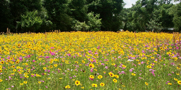 CM3 Icon CONTACT.154.105.194.dcw.0097.png