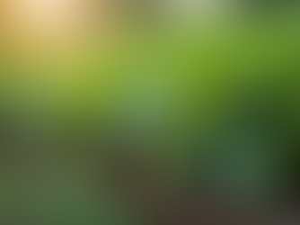 Maximizing Yield: Best Large Harvest Vegetables for Small Garden Spaces