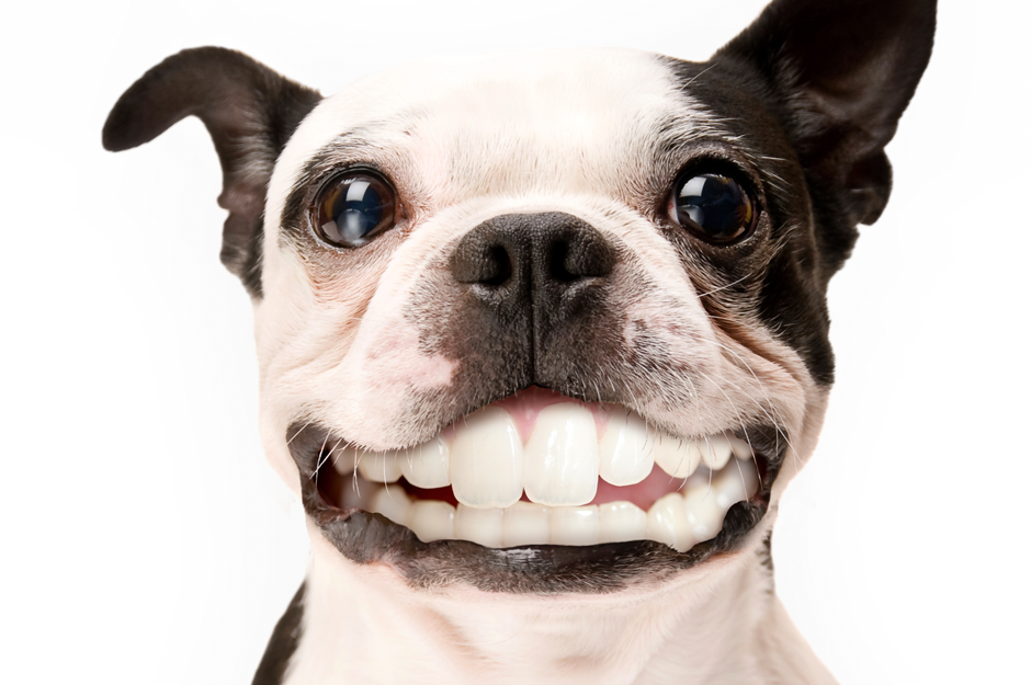 one_pager Pet Tooth Fairy