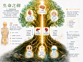 器官就像果實,依靠督脈陽氣帶動血運行全身,然後結成健康豐盈果實