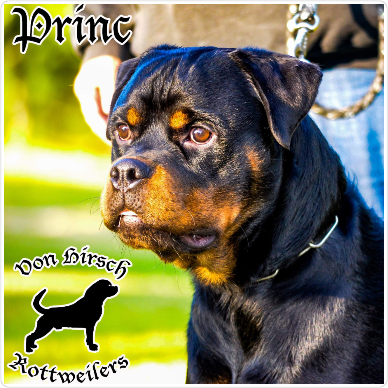 Von rottweiler hotsell