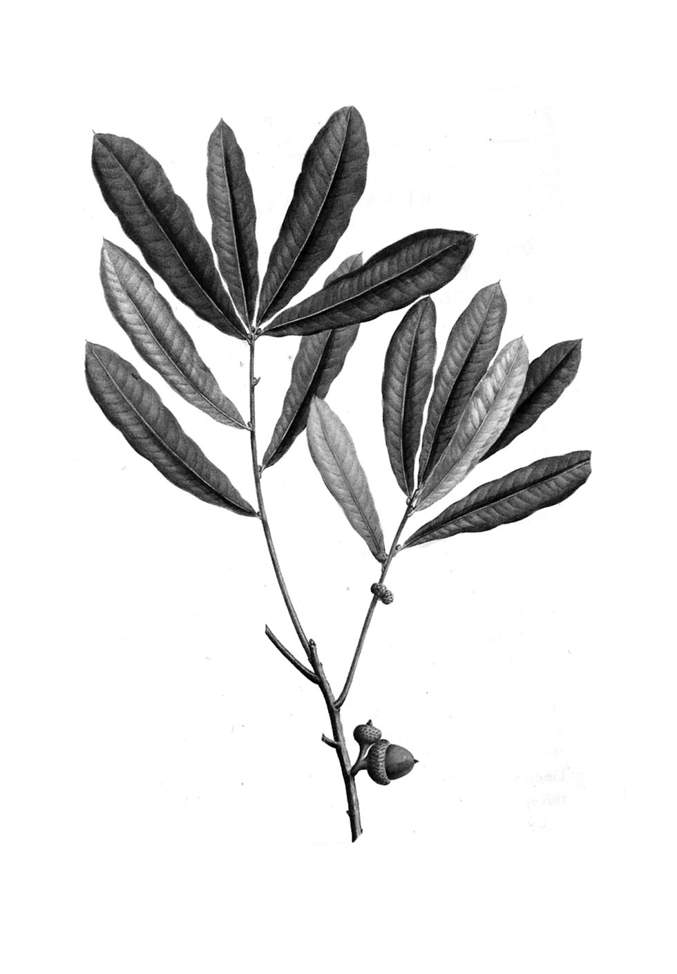 307a