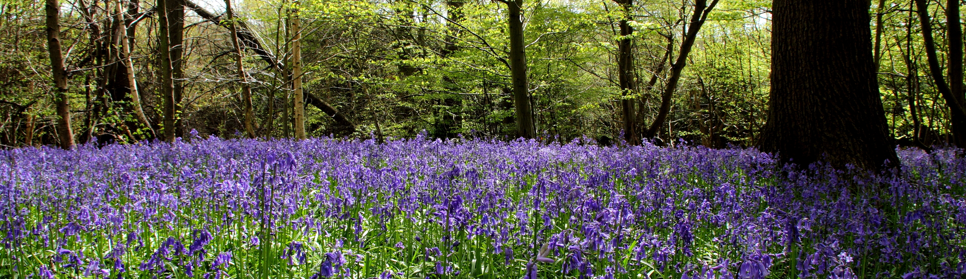 bluebells.webp